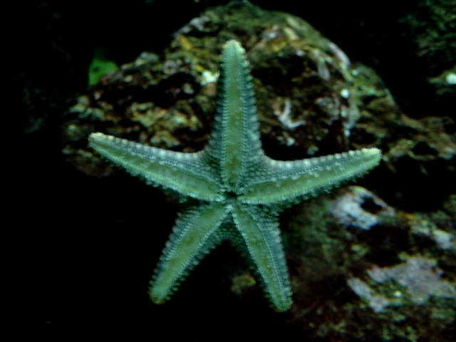 estrella de mar. Estrella de mar europea