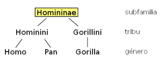 Homininae