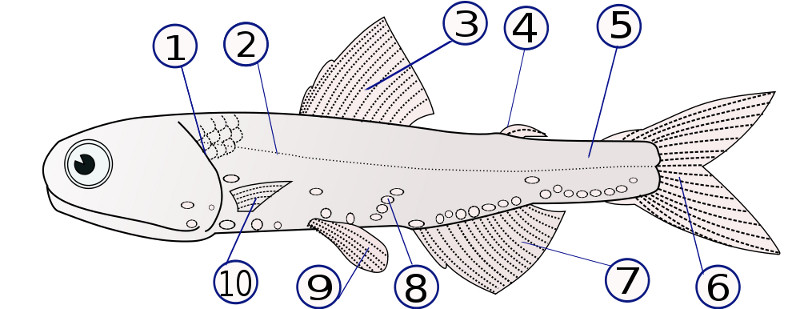 Anatomía de un pez