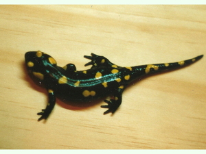 Salamandra longirostris