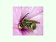 Tras un chaparrón primaveral, esta abeja sigue agarrada firmemente con sus mandíbulas al gineceo de la flor de una <i>Co</a>..., por Isidro Martínez