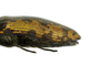 <i>Acmaeodera pilosellae</i>
