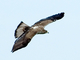 Águila perdicera<br />(Aquila fasciata)