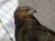 Águila pomerana<br />(Aquila pomarina)
