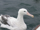 Albatros errante<br />(Diomedea exulans)