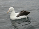 Albatros errante<br />(Diomedea exulans)