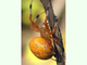 Araña marmórea<br />(Araneus marmoreus)