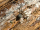 Araña vagabunda<br />(Tegenaria agestis)