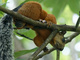 Ardilla bicolor centroamericana<br />(Sciurus variegatoides)