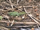 Basilisco verde<br />(Basiliscus plumifrons)