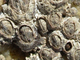 Bellota de mar estrellada<br />(Chthamalus stellatus)