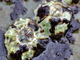 Bellota de mar estrellada<br />(Chthamalus stellatus)