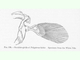 Bichir del Nilo<br />(Polypterus bichir)