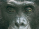 Bonobo<br />(Pan paniscus)