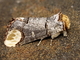 Bucéfalo<br />(Phalera bucephala)