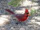 Cardenal rojo<br />(Cardinalis cardinalis)