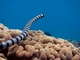 Cobra marina de Bali<br />(Laticauda colubrina)