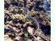 Cobra marina de Bali<br />(Laticauda colubrina)