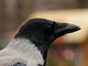 Corneja gris<br />(Corvus cornix)