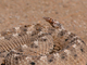 Crótalo cornudo de Mojave<br />(Crotalus cerastes)