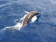 Delfín común<br />(Delphinus delphis)