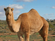Dromedario<br />(Camelus dromedarius)