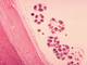 <i>Echinococcus granulosus</i>