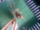 Escarabajo araña lustroso<br />(Gibbium psylloides)