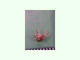 Escarabajo araña lustroso<br />(Gibbium psylloides)