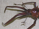 Escarabajo de Darwin<br />(Chiasognathus granti)