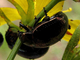 Escarabajo de la hierba de san Juan<br />(Chrysolina hyperici)