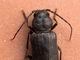 Escarabajo de los pinos quemados<br />(Arhopalus ferus)