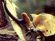 Escarabajo elefante Megasoma elephas<br />(Megasoma elephas)