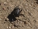 Escarabajo pelotero común<br />(Sisyphus schaefferi)