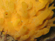 Esponja Polymastia boletiformis<br />(Polymastia boletiformis)