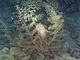 Estrella cesta granulada<br />(Astroboa granulata)