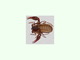 Falso escorpión<br />(Chelifer cancroides)