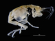 Gamba esqueleto<br />(Phtisica marina)