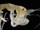 Gamba esqueleto<br />(Phtisica marina)