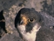 Halcón peregrino<br />(Falco peregrinus)