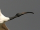 Ibis sagrado<br />(Threskiornis aethiopicus)