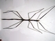 Insecto palo esbelto<br />(Pharnacia serratypes)