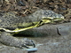 Lagarto monitor acuático<br />(Varanus salvator)