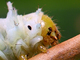 Mariposa de seda del ricino<br />(Samia ricini)