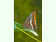Mariposa del madroño<br />(Charaxes jasius)