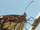Mariposa tigre malaya<br />(Danaus affinis)
