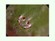 <i>Micrommata ligurina</i>