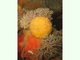 Naranja de mar<br />(Tethya citrina)
