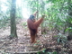 Orangután de Sumatra<br />(Pongo abelli)