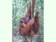 Orangután de Sumatra<br />(Pongo abelli)